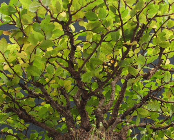 bonsai elm